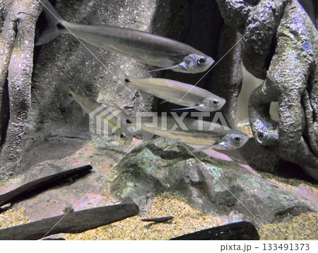A School of Small Translucent Fish Swimming Near Rocks in an Aquarium 133491373