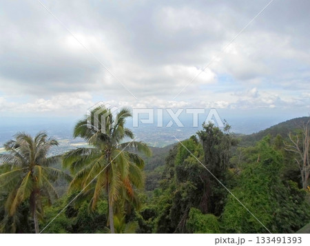 Scenic Overlook of a Tropical Valley with Palm Trees and Distant Cityscape Scenic Overlook of a Tropical Valley with Palm Trees and Distant Cityscape 133491393