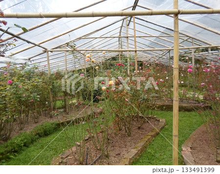 Vibrant Rose Greenhouse with Raised Beds and Colorful Blooms Under a Canopy 133491399