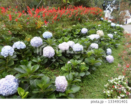 Lush Garden Border with Blue Hydrangeas and Red Salvia in Full Bloom Lush Garden Border with Blue Hydrangeas and Red Salvia in Full Bloom 133491401