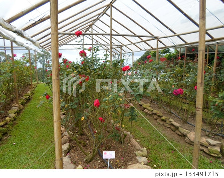 Red Rose Greenhouse with Labeled Plants and Stone Edged Beds Under Canopy 133491715