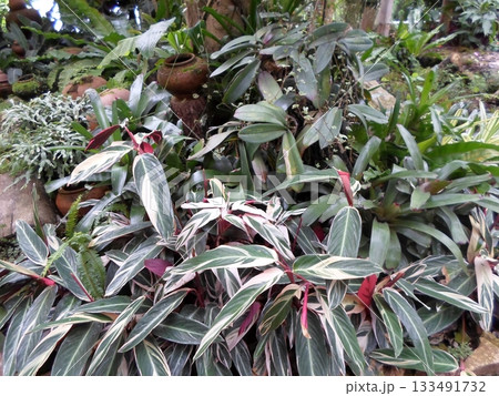 Lush Tropical Garden with Variegated Leaves and Rustic Clay Pots in a Natural Setting 133491732