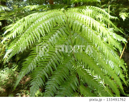 Vibrant Lush Fern Illuminated by Sunlight in a Tropical Forest Setting Vibrant Lush Fern Illuminated by Sunlight in a Tropical Forest Setting 133491762