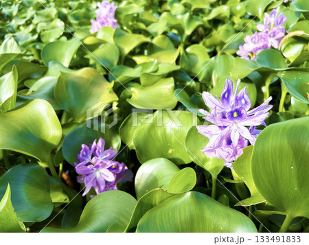 水辺に咲くホテイアオイ 133491833