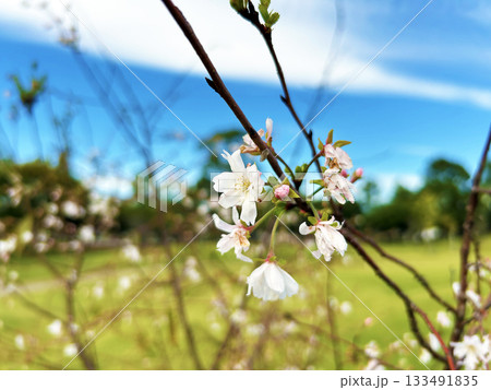 青空に映える冬桜 青空に映える冬桜 133491835