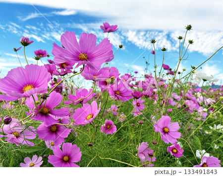 青空に映えるコスモス 青空に映えるコスモス 133491843