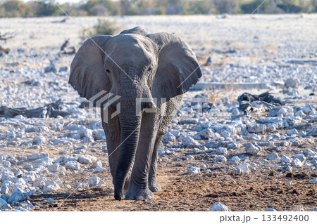 African Elephant in Etosha African Elephant in Etosha 133492400
