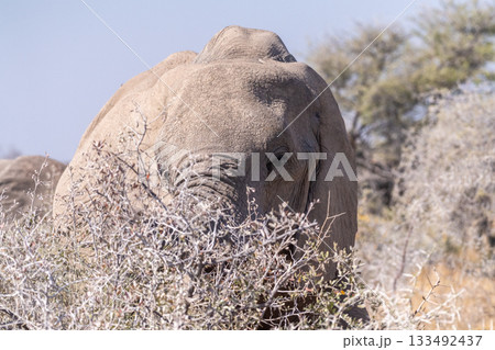 Close-up of an Elephant trunk Close-up of an Elephant trunk 133492437