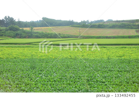 JR北海道富良野線美馬牛駅から西中駅間の風景(2023年夏早朝) JR北海道富良野線美馬牛駅から西中駅間の風景(2023年夏早朝) 133492455