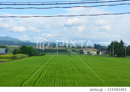 JR北海道富良野線美馬牛駅から西中駅間の風景(2023年夏早朝) JR北海道富良野線美馬牛駅から西中駅間の風景(2023年夏早朝) 133492465