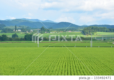 JR北海道富良野線美馬牛駅から西中駅間の風景(2023年夏早朝) JR北海道富良野線美馬牛駅から西中駅間の風景(2023年夏早朝) 133492471