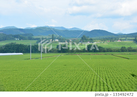 JR北海道富良野線美馬牛駅から西中駅間の風景(2023年夏早朝) 133492472