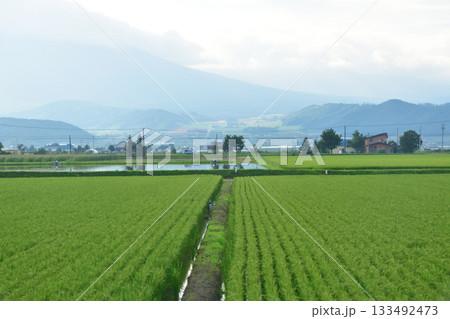 JR北海道富良野線美馬牛駅から西中駅間の風景(2023年夏早朝) 133492473