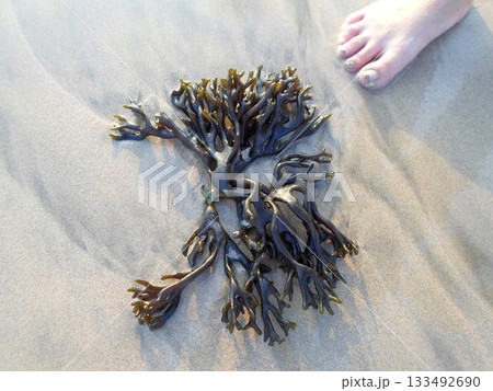 Tangled Seaweed on a Sandy Beach Next to a Bare Foot 133492690