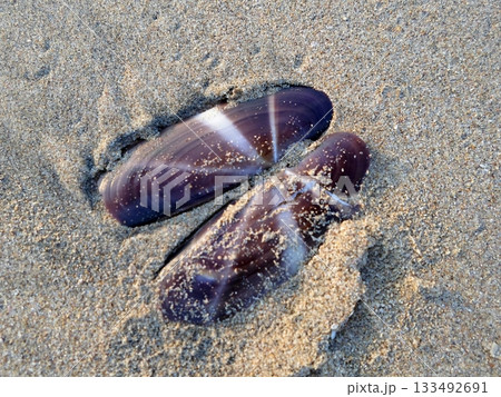 Pair of Mussels Partially Buried in the Sand on a Quiet Beach Shoreline Pair of Mussels Partially Buried in the Sand on a Quiet Beach Shoreline 133492691