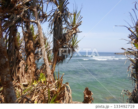 Ocean View Through Coastal Pandanus Trees with Waves Crashing on a Sunny Day 133492719