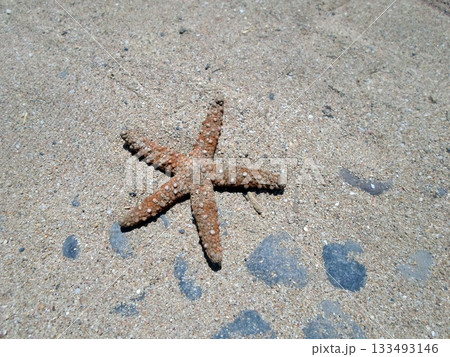 A Solitary Starfish Resting on a Sandy Shore with Scattered Pebbles Under Bright Sunlight A Solitary Starfish Resting on a Sandy Shore with Scattered Pebbles Under Bright Sunlight 133493146