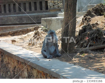 A Monkey Sitting Near a Stone Wall by a Temple with Rocky Terrain and Sparse Vegetation 133493166