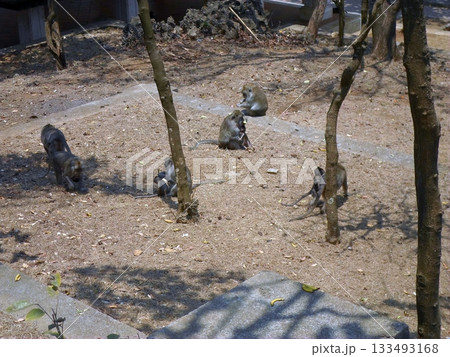 A Group of Monkeys Scattered Across a Sandy Area Near Trees and a Stone Wall in a Natural Setting A Group of Monkeys Scattered Across a Sandy Area Near Trees and a Stone Wall in a Natural Setting 133493168