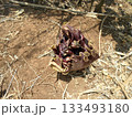 A Large Flower on the Ground Surrounded by Dry Leaves and Twigs in a Natural Setting 133493180