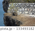 A Monkey Eating Near a Stone Wall on a Cliffside with Ocean Waves in the Background 133493182
