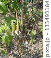 Amorphophallus Plants Growing in a Forest with Green Leaves and Dry Ground Around 133493184