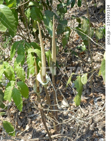 Amorphophallus Plants Growing in a Forest with Green Leaves and Dry Ground Around 133493184