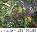A Jackfruit Tree Laden with Large Green Fruits Amidst Lush Foliage in a Tropical Setting 133493189