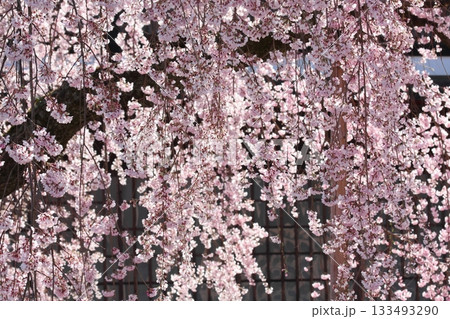 長野県飯田市 麻績の里 舞台桜 133493290