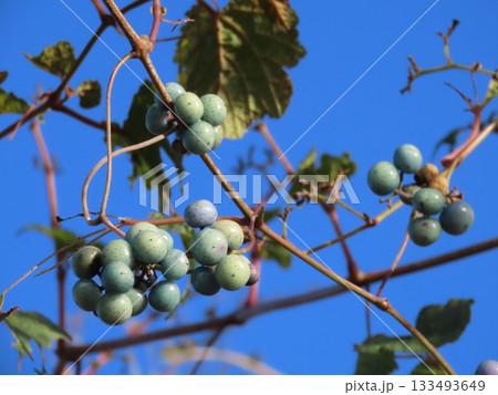 ノブドウの実のクローズアップ写真 ノブドウの実のクローズアップ写真 133493649