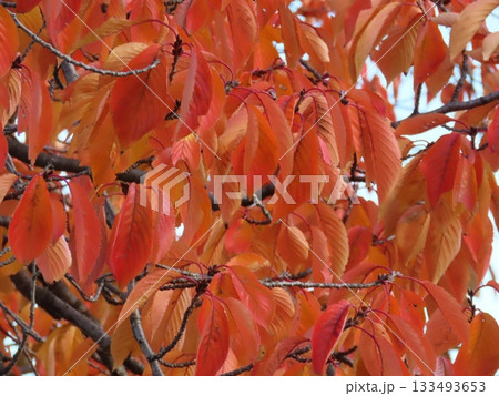 紅葉した桜の葉のアップ写真・秋の風景素材 紅葉した桜の葉のアップ写真・秋の風景素材 133493653