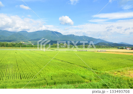 JR北海道根室本線富良野駅から山部駅までの風景(2023年夏) 133493708
