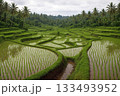Expansive Rice Terraces Filled with Water and Young Green Shoots Surrounded by Palm Trees Under Cloudy Sky 133493952
