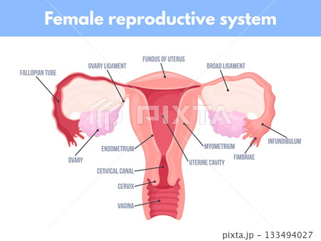 Female reproductive system. Uterus anatomy medical education diagram, woman internal genital cervical womb fallopian tube ovary cervix pregnancy gynecology neat vector illustration 133494027