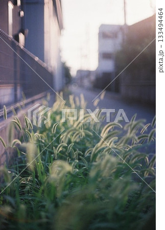 夕日に照らされる猫じゃらし 133494464