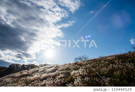 ススキと秋空 ススキと秋空 133494529