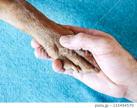Dog's paws and human hands. View from above Dog's paws and human hands. View from above 133494570