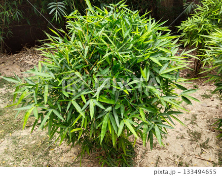 large bunches of bamboo in the park large bunches of bamboo in the park 133494655