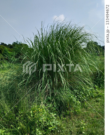 Desmostachya bipinnata, commonly known as halfa grass, big cordgrass, and salt reed-grass Desmostachya bipinnata, commonly known as halfa grass, big cordgrass, and salt reed-grass 133494672