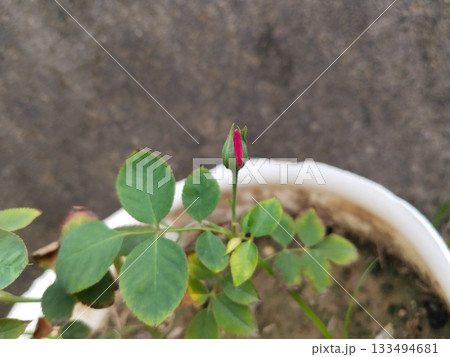 half blooming of rose bud, bud flower of rose plant half blooming of rose bud, bud flower of rose plant 133494681