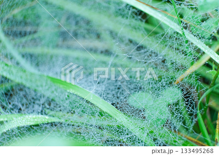 Macro View of Spider Web with Morning Dew Drops 133495268