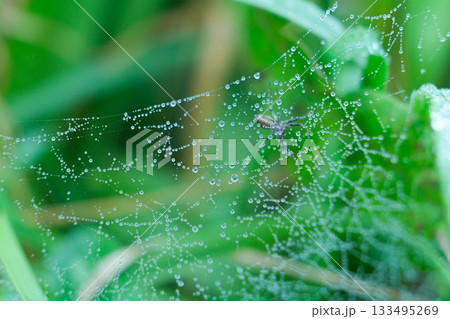 Natural Abstract Background. Dew-Covered Spider Silk in Meadow. Natural Abstract Background. Dew-Covered Spider Silk in Meadow. 133495269
