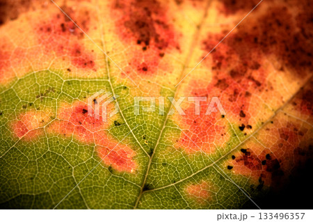 Close up of fallen dead decaying leaf with veins and cracks for background deep reds and browns 133496357