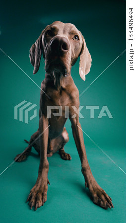 Weimaraner dog looking up with drooling mouth 133496494