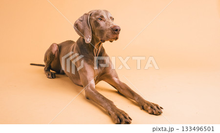 Weimaraner dog lying down looking intently in studio Weimaraner dog lying down looking intently in studio 133496501