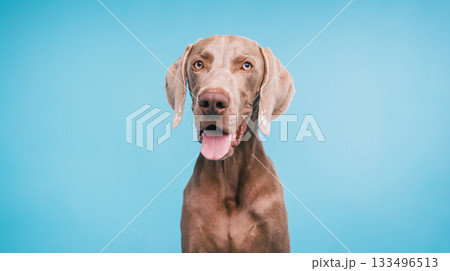 Weimaraner dog looking at camera on blue background 133496513