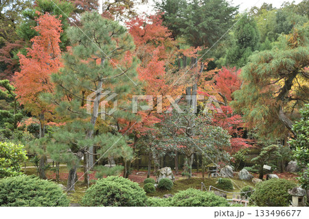 東福寺塔頭即宗院　秋の庭園　月輪殿(京都市東山区) 133496677