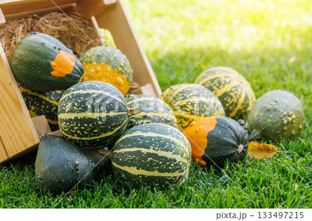 Various pumpkins in a wooden box on sunny green grass, autumn harvest scene 133497215