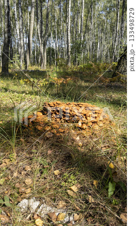 Young honey mushrooms growing in the forest. Bunch of wild honey mushrooms on a fallen tree. Vertical orientation. Young honey mushrooms growing in the forest. Bunch of wild honey mushrooms on a fallen tree. Vertical orientation. 133498729