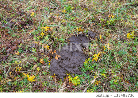 Cow dung cake on green grass closeup. Rural life and cattle, organic fertilizer for plants concept. 133498736